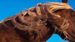 sailor_show_cherbourg_2