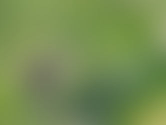 Die innere Stimme behalten - wie dieser kleine Vogel