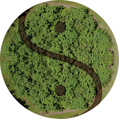 Yin-Yang forest.png
