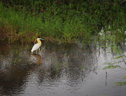 Pilherodius pileatus