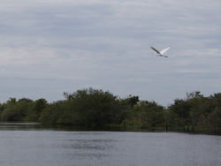 Ardea cocoi