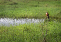 Gaviao velho