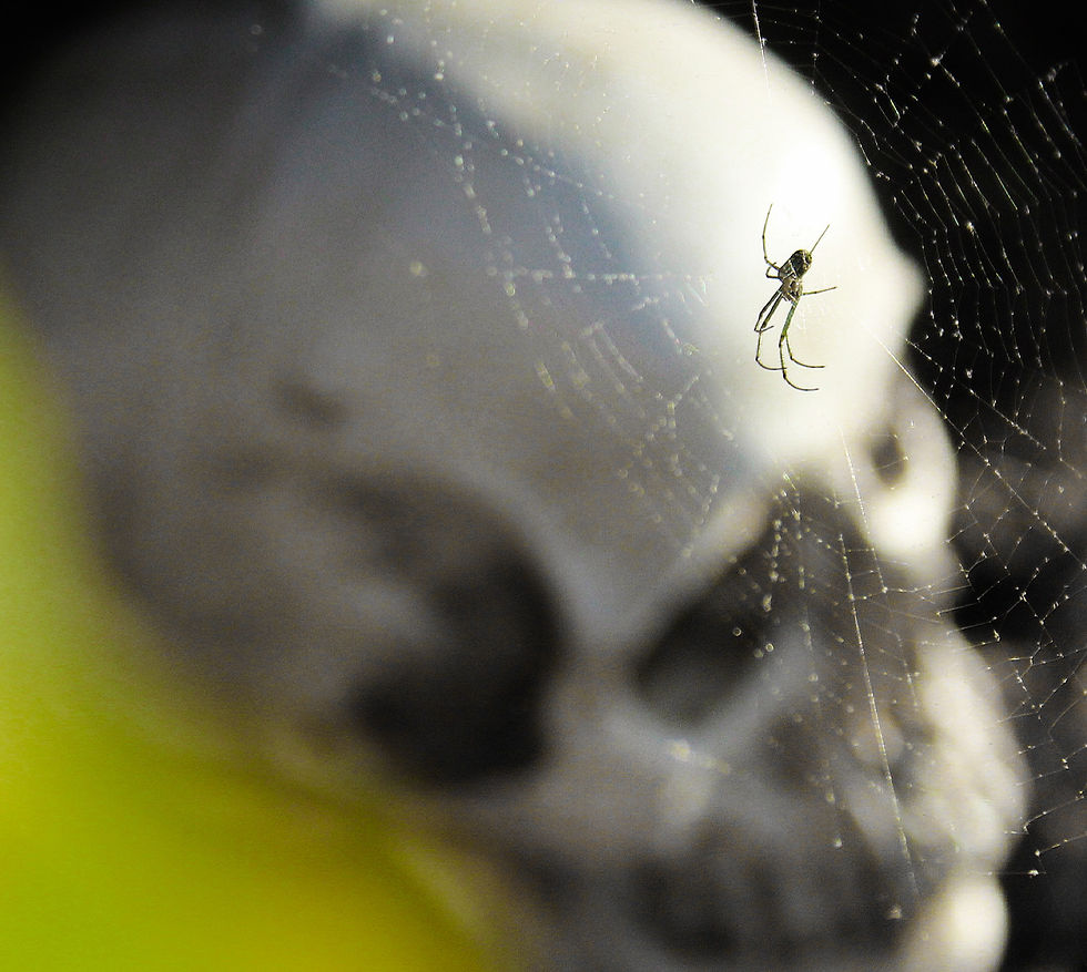 LensOfLogan-MacroPhoto.jpg