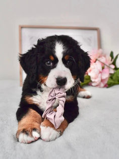 Male Bernese Mountain Dog Puppy