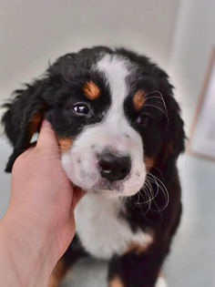Young Bernese Mountain dog puppy who is 8 weeks old here at Oregon Bernese