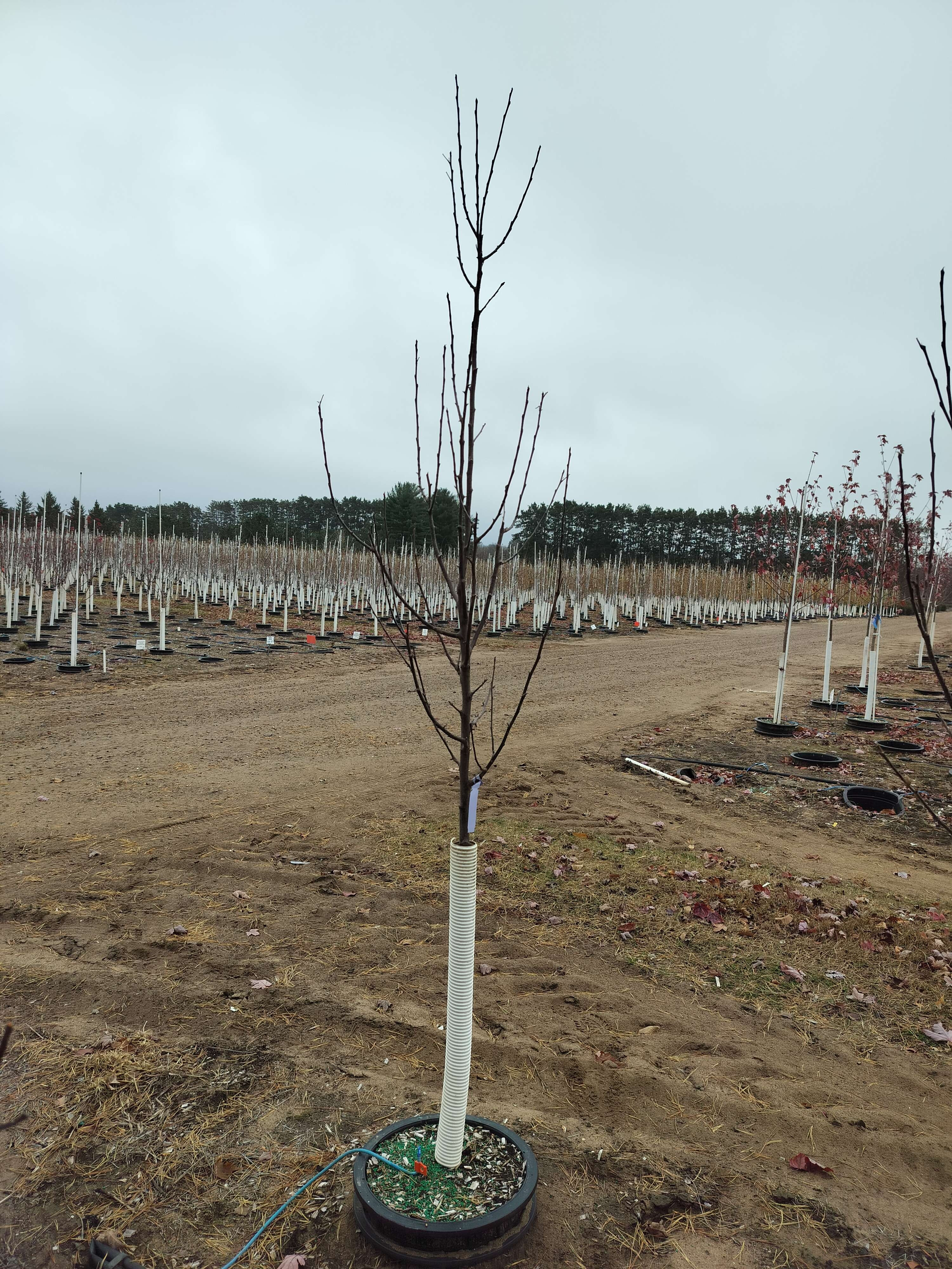 Malus First Editions®Gladiator™ Crab PP20,167 #10