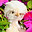 www.enidsflockfarm.com favicon