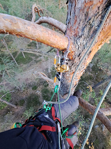 arborist klättrar i träd för dödvedsbeskärning i stockholm söderort