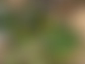 Spring Flowers in Bloom