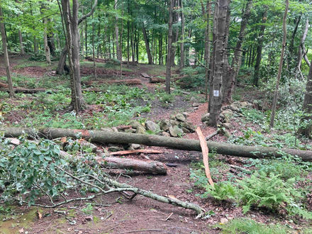 Storm Effects