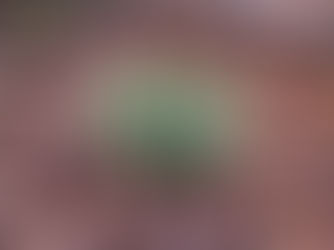 First Flowers of Spring