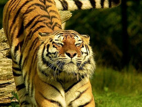 Do tigers do yoga?