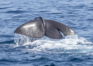 Spermwhale diving in the strait of gibraltar. You can see the impressive fluke of the spermwhale before he dives into the deep blue 