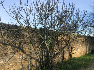 Travaux au jardin du 11 janvier
