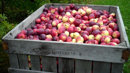 Apple Bin