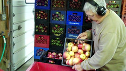 Apples onto Conveyer Belt