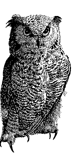 Great_Horned_Owl_Graphic.gif