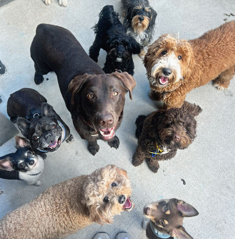Fairfield Doggy Daycare