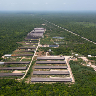 Reports and environmental groups have raised concerns about the level of deforestation