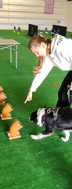 Dog sniffing to find hidden scent during a Paws Etiquette scentwork session in Essex
