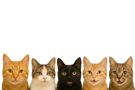 51FBB2B1-FB06-4E57-9BDD-98D585F55C26_edited.png