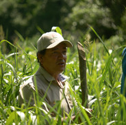 SORGO FORRAJERO (11).jpg