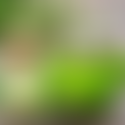 Peppermint Oil: Your Cool Companion for Natural Wellness