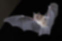 BUILD YOUR OWN BAT DETECTOR