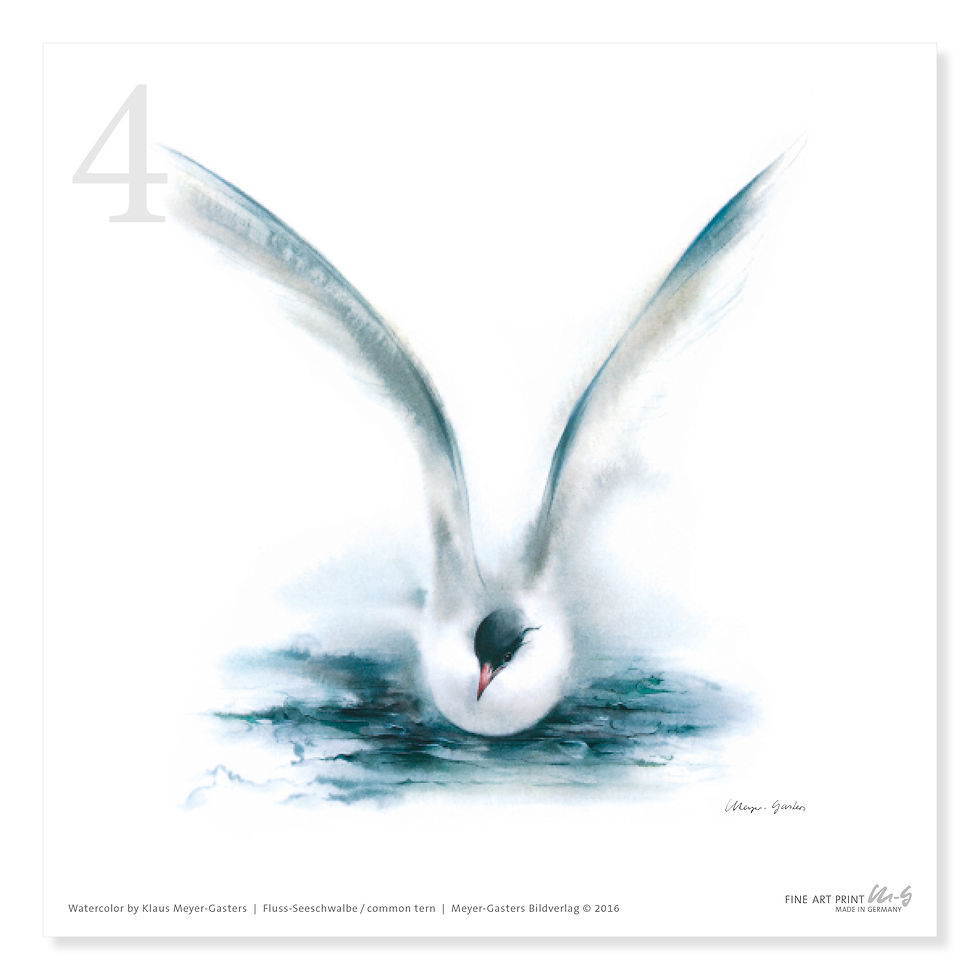 Miniaturbild: Flussseeschwalbe Aquarell gemalt von Klaus Meyer-Gasters