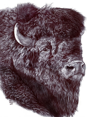 Bison | Ballpoint on Bristol | FRANCE