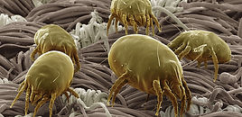 Dust mites eating and air duct system disinfectant eliminates them