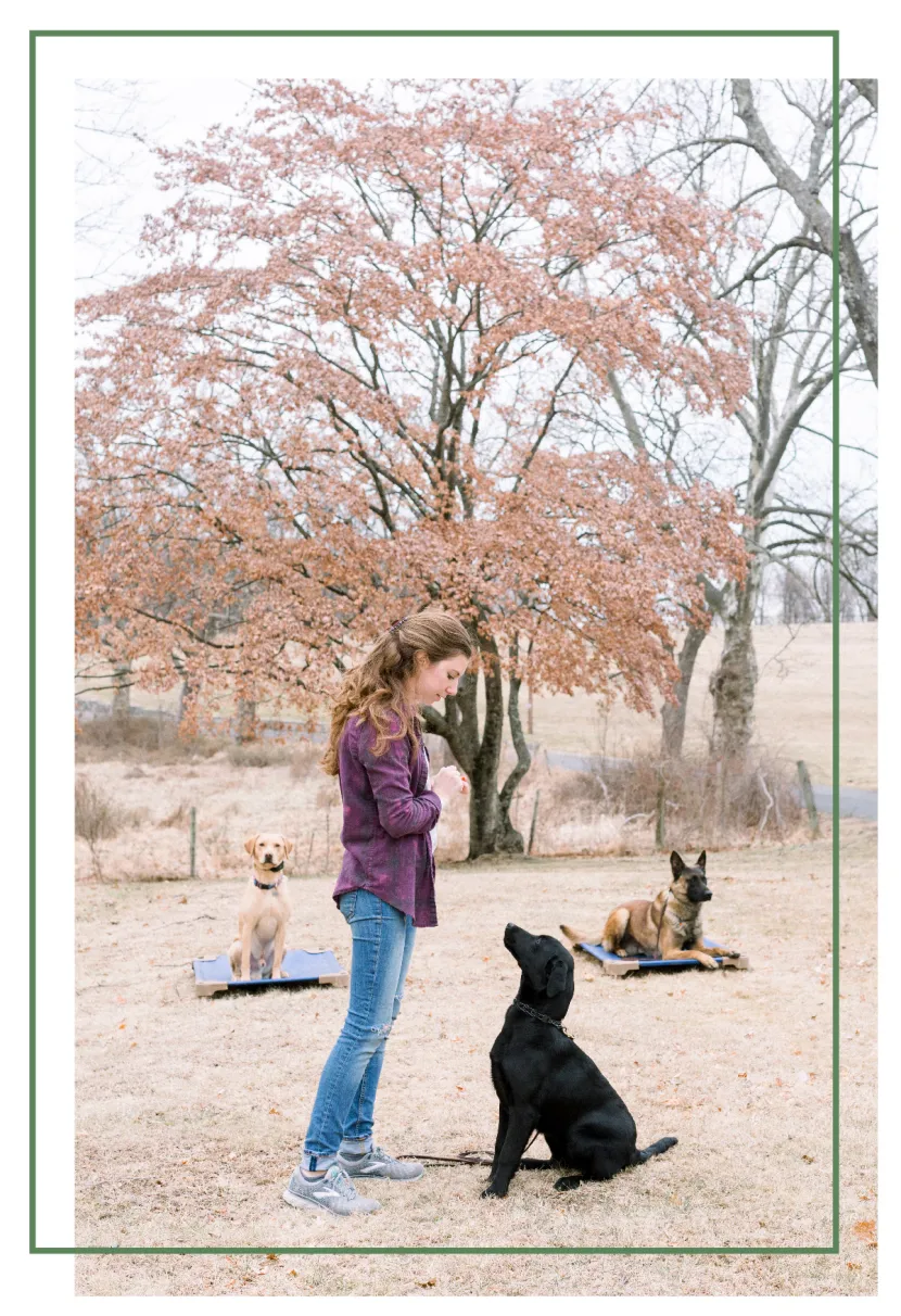 New Jersey Dog Training