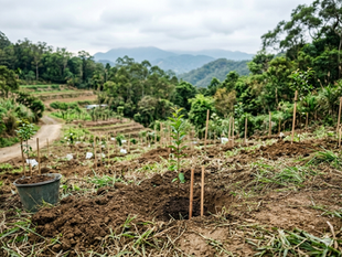 漁護署特備活動: 郊野公園遠足植樹日2026 費用全免!