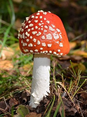 punakärpässieni (3).jpg