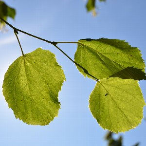 metsä'lehmus