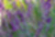 Lemp plants03.jpg