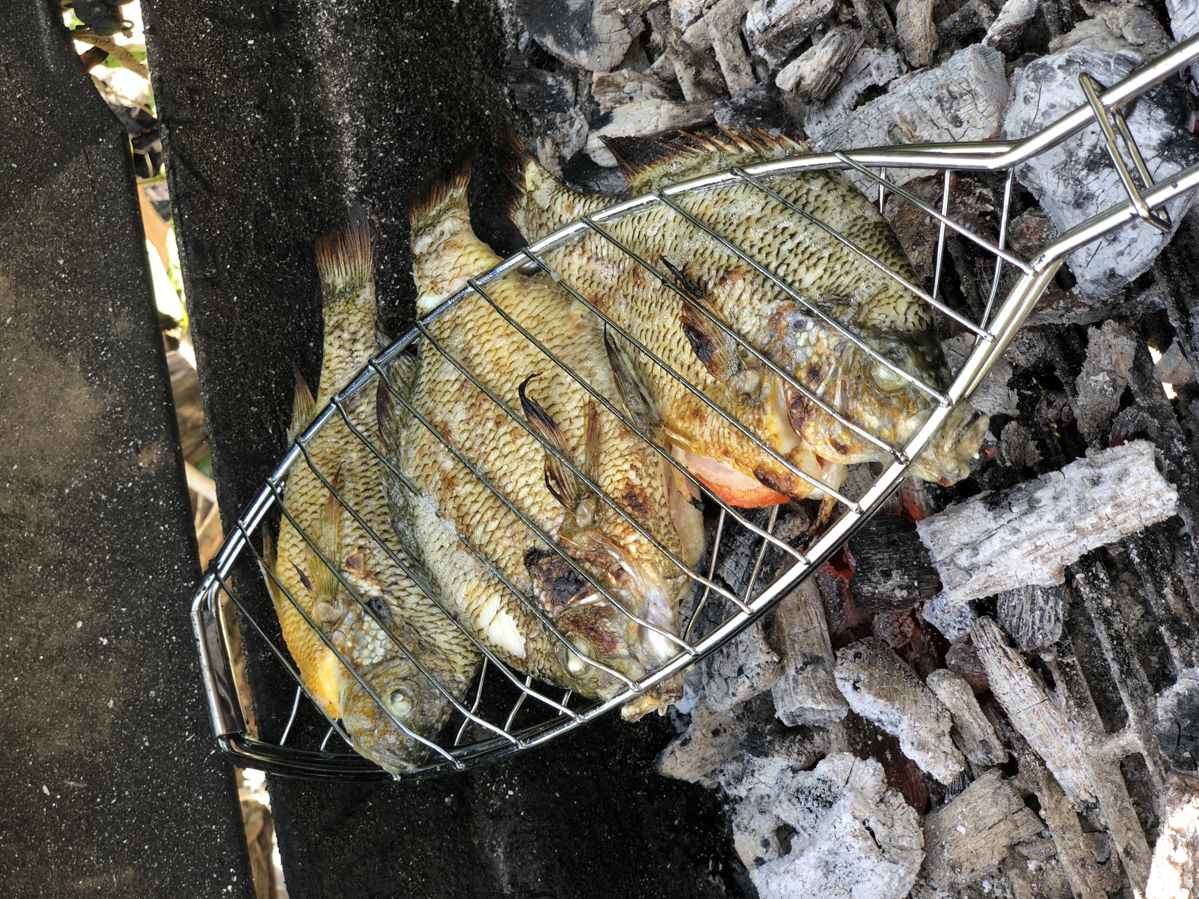 Fish on the grill