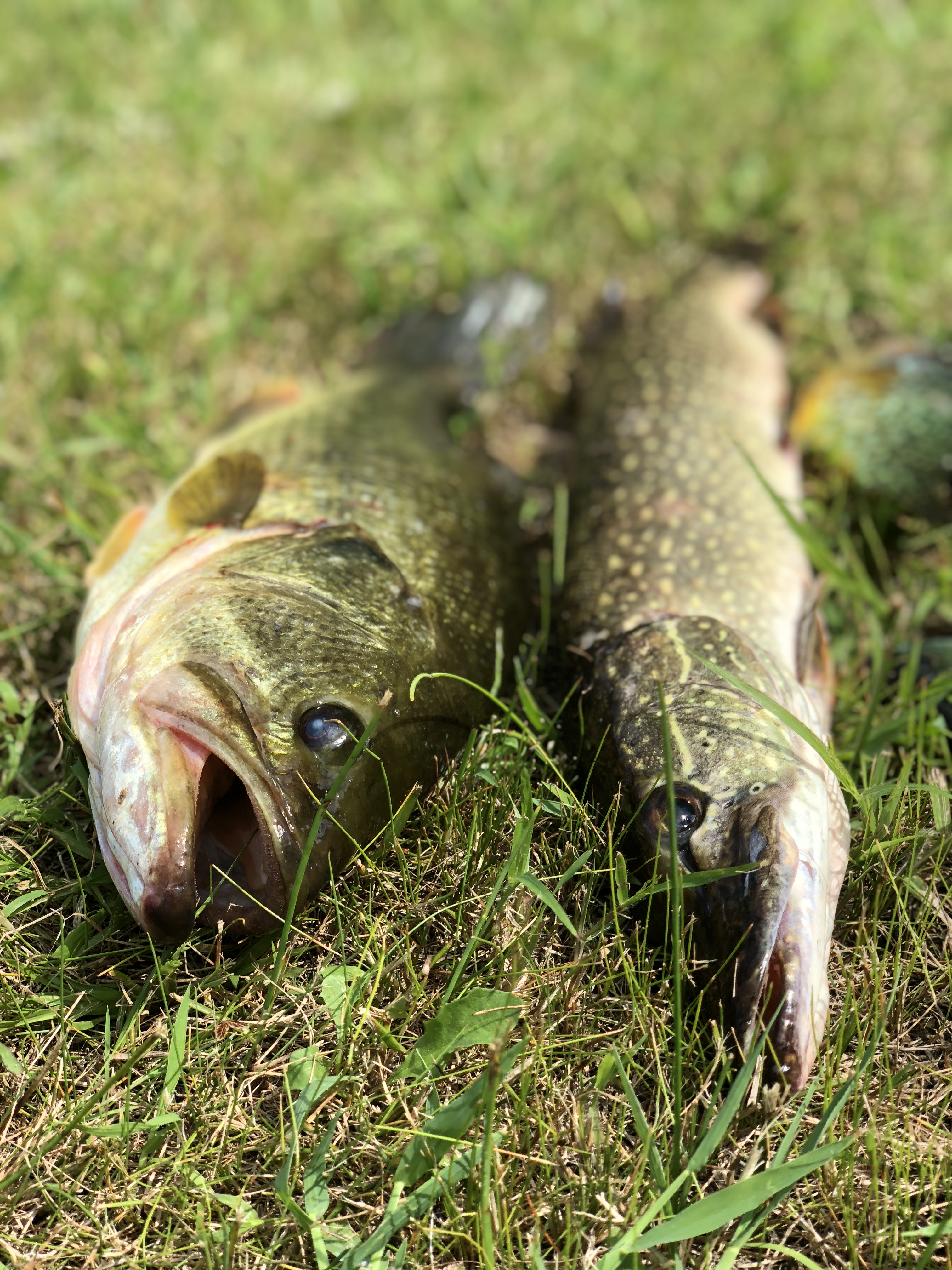 Fresh fish ready to go on the grill!