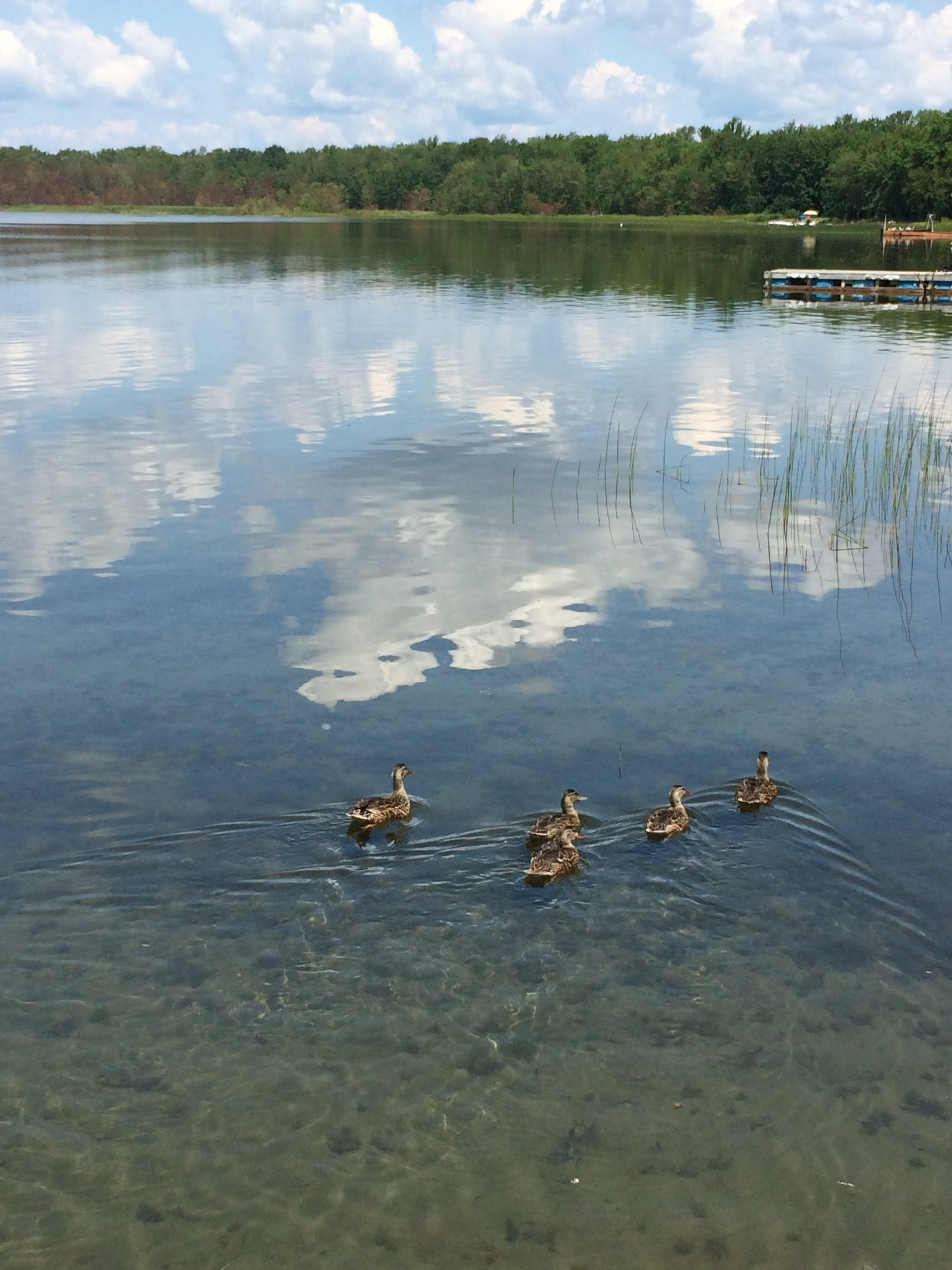 Ducks by our shore