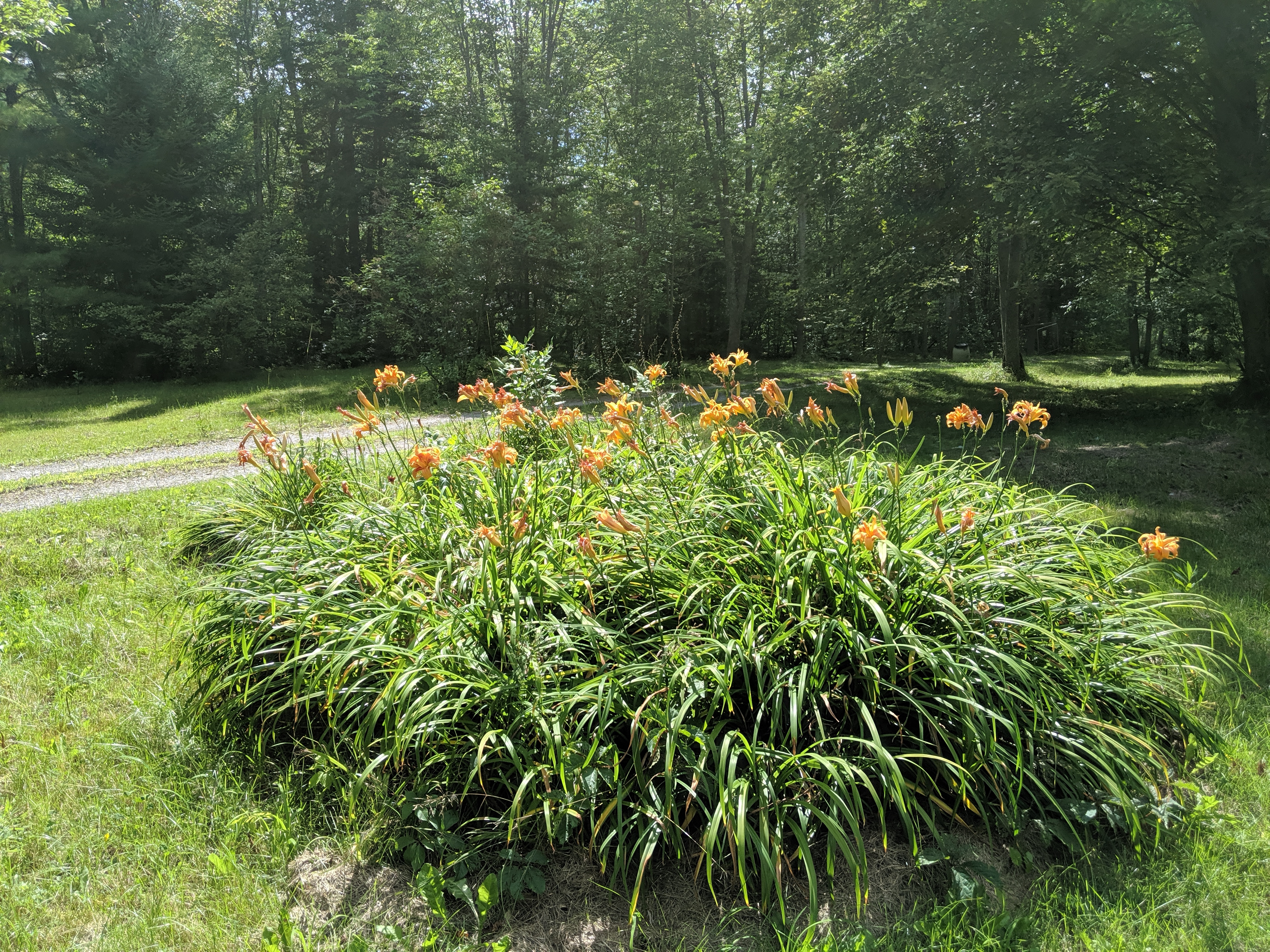 Flowers in our backyard