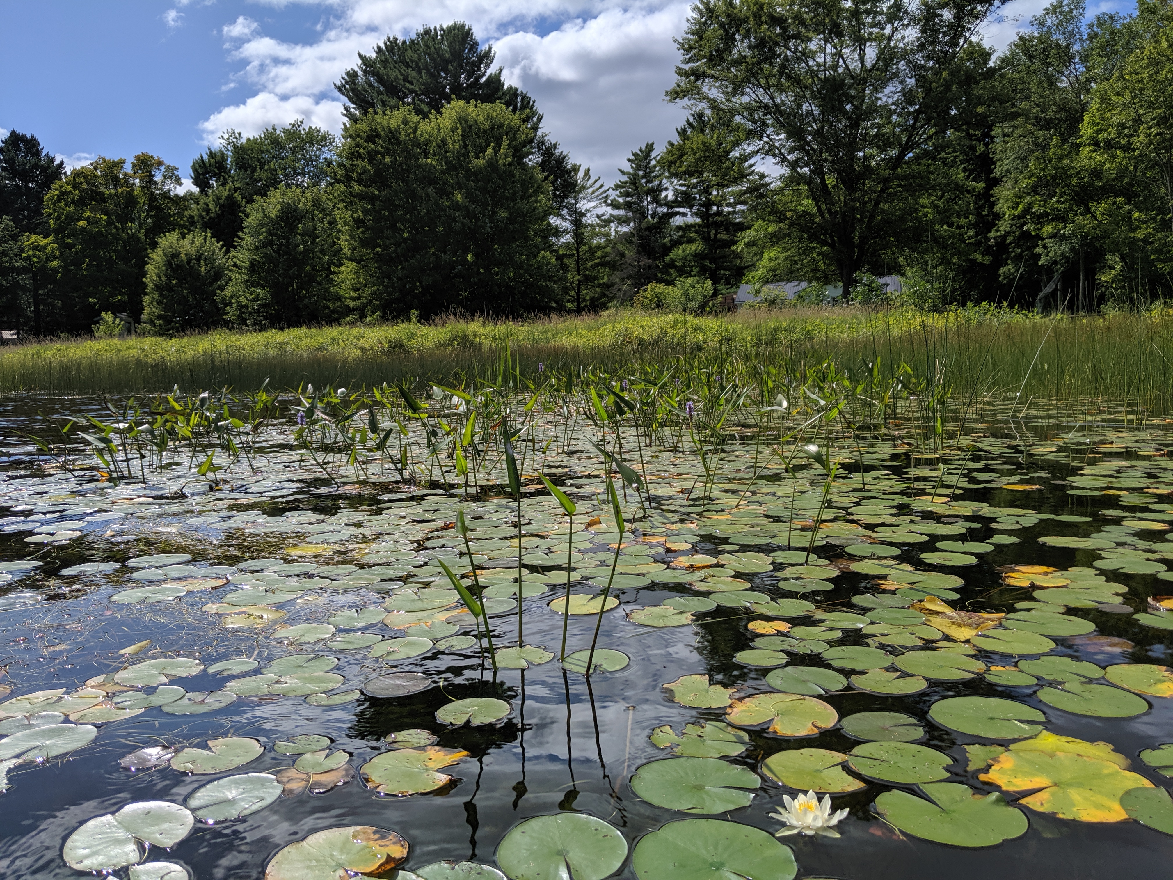 Lily pads blooming
