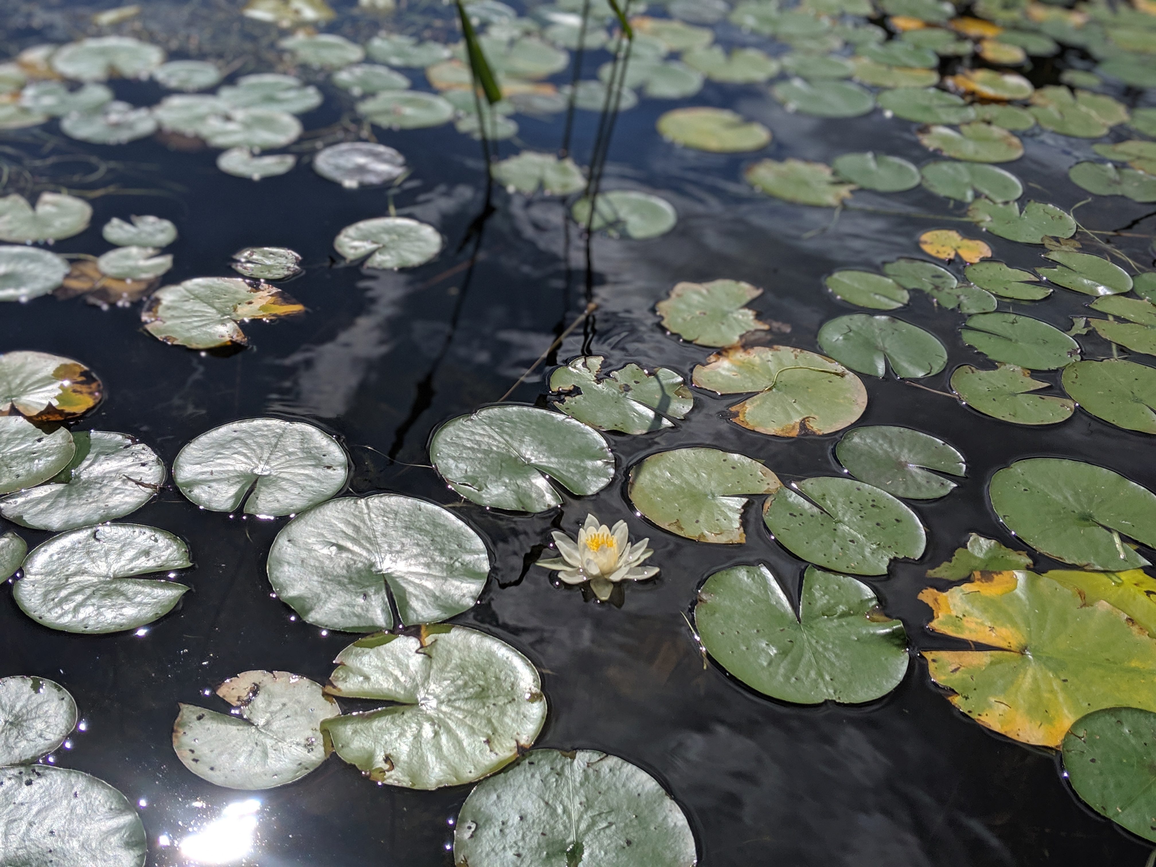 Lily pads blooming