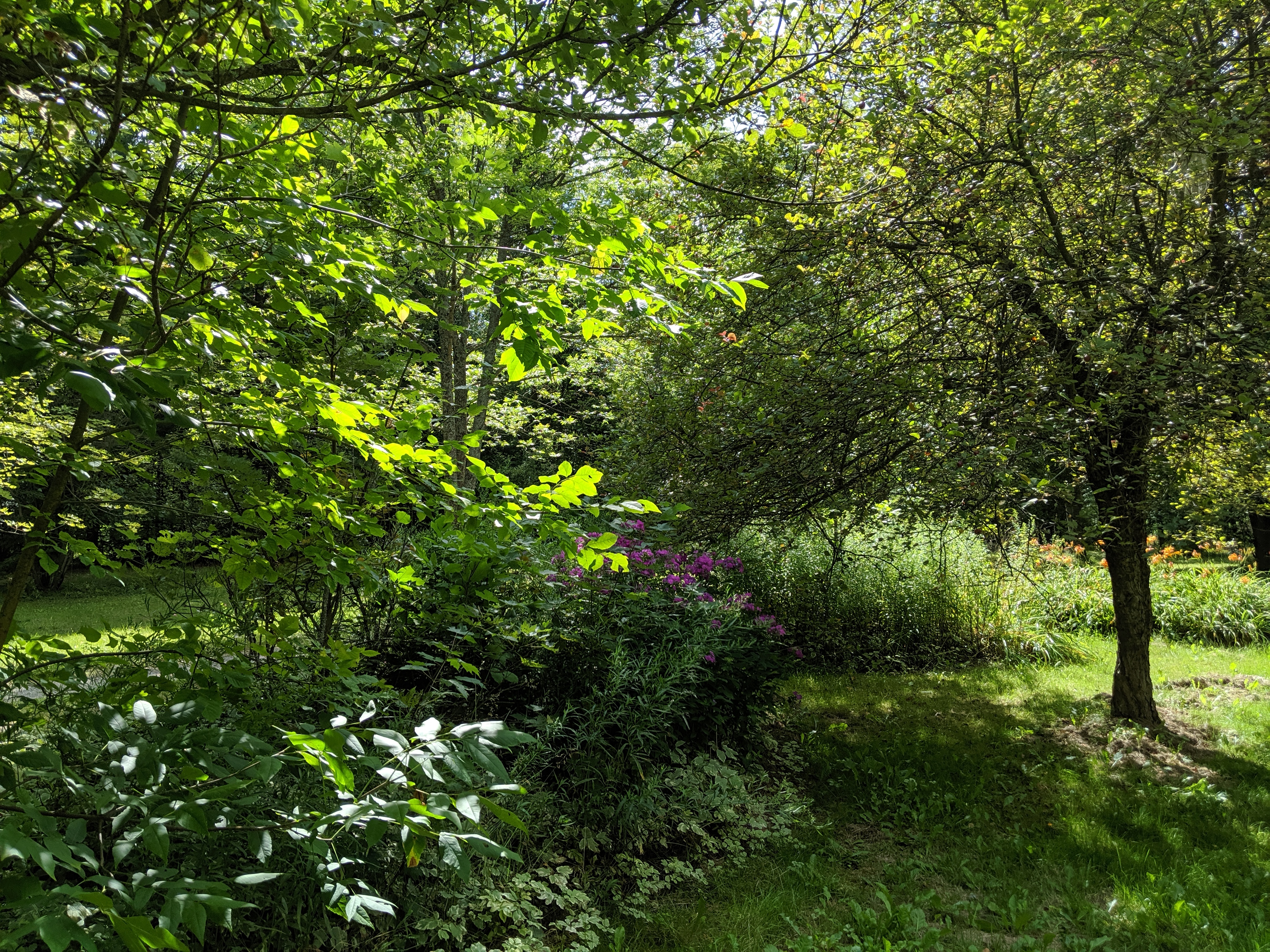Our garden