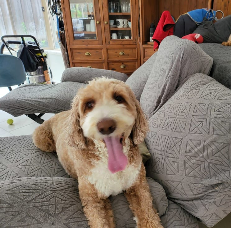 madpaws_1766876936_69506708945f0.jpg.jpg