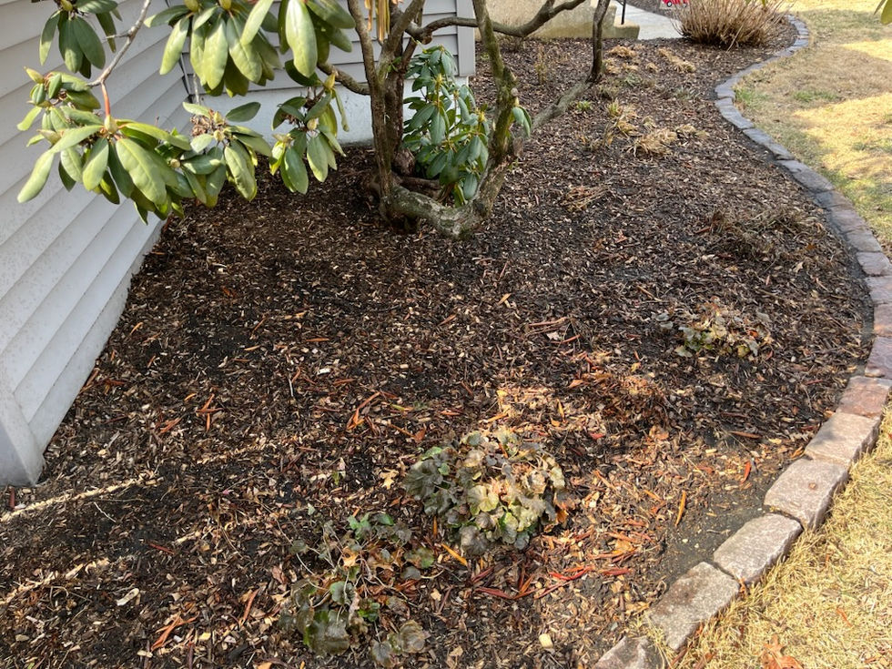 Spring Cleanup 2025 - Copy