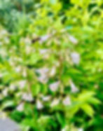 Penstemen digitalis 2025-1_edited_edited.jpg