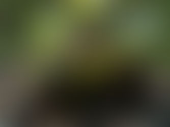 The Green Team Invites You...