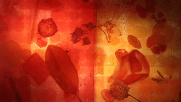 luminous landscapes