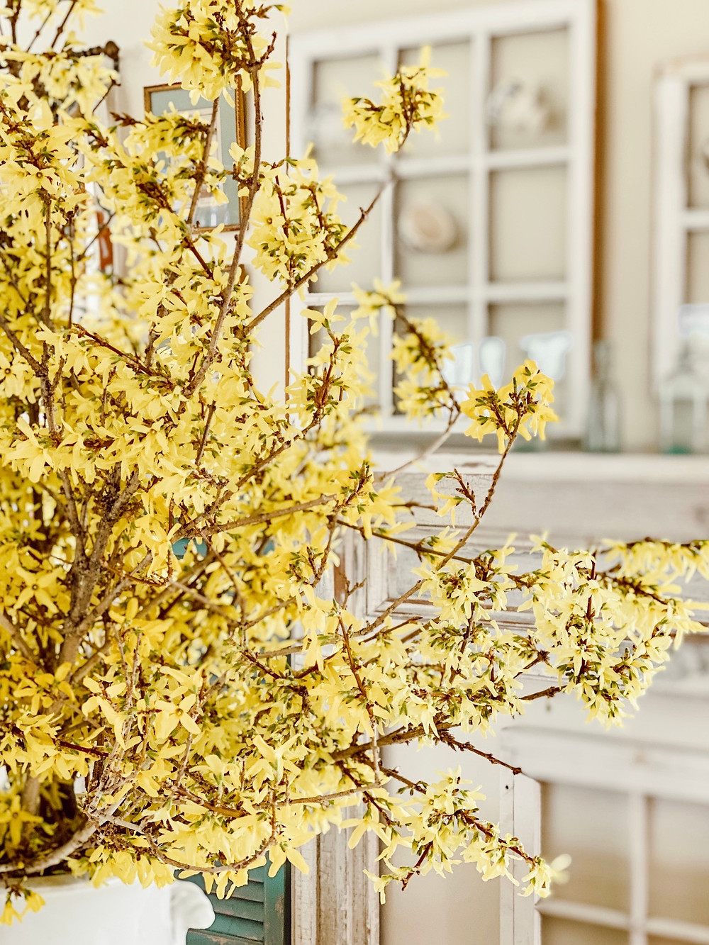 Forcing Forsythia Branches into a Beautiful Spring Flower Arrangement