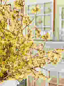 Forcing Forsythia Branches into a Beautiful Spring Flower Arrangement